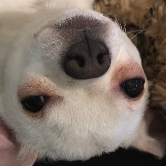 This is Boston. Help me save him.💞 - Picture 2 of 10